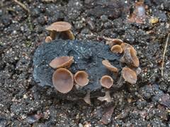 Attēlu rezultāti vaicājumam “Phleogena faginea sessile”