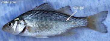 Image result for Morone americana