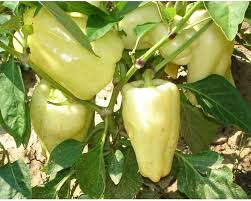 Afbeeldingsresultaat voor hungarian sweet white sweet pepper