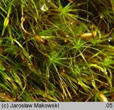 Attēlu rezultāti vaicājumam “Dicranodontium denudatum”