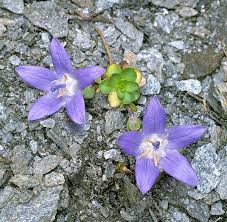 Image result for Campanula moesiaca