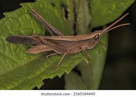 Attēlu rezultāti vaicājumam “Acrididae”