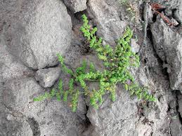 Attēlu rezultāti vaicājumam “Herniaria glabra”