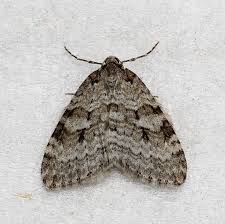 Attēlu rezultāti vaicājumam “Epirrita sp.”