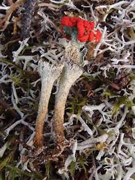 Attēlu rezultāti vaicājumam “Cladonia deformis”