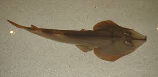 Image result for Rhinobatos rhinobatos