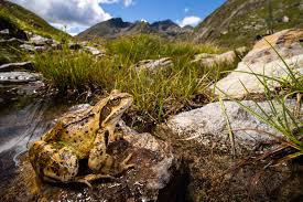 Attēlu rezultāti vaicājumam “Rana temporaria adult”