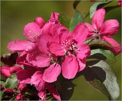 Attēlu rezultāti vaicājumam “Malus purpurea”