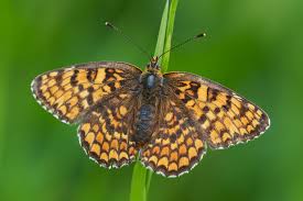 Attēlu rezultāti vaicājumam “Melitaea phoebe underside”