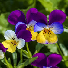 Attēlu rezultāti vaicājumam “Viola tricolor leaf”