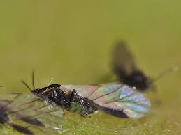 Attēlu rezultāti vaicājumam “Chaitophorus populeti”