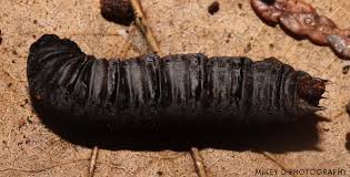 Attēlu rezultāti vaicājumam “Tipulidae larva”