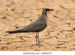 Image result for Glareola maldivarum