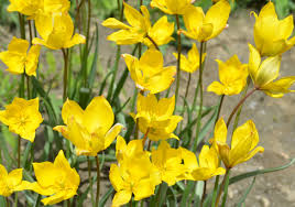 Attēlu rezultāti vaicājumam “Tulipa sylvestris bud”