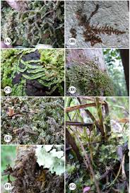 Attēlu rezultāti vaicājumam “Blepharostoma trichophyllum sporophyte”
