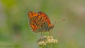 Attēlu rezultāti vaicājumam “Argynnis niobe”