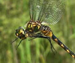Attēlu rezultāti vaicājumam “Somatochlora flavomaculata”