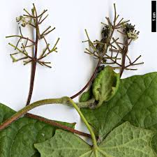 Attēlu rezultāti vaicājumam “Menispermum dauricum leaf”