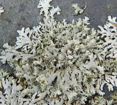 Attēlu rezultāti vaicājumam “Physcia tenella”