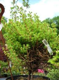 Attēlu rezultāti vaicājumam “Larix decidua var. polonica”