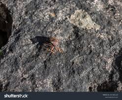 Attēlu rezultāti vaicājumam “Pinthaeus sanguinipes”