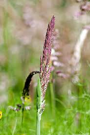 Attēlu rezultāti vaicājumam “Holcus lanatus”