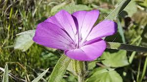 Image result for Agrostemma githago