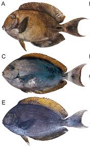 Image result for Acanthurus blochii