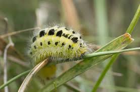 Attēlu rezultāti vaicājumam “Zygaena lonicerae larva”