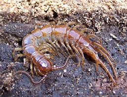 Attēlu rezultāti vaicājumam “Lithobius forficatus”
