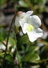 Attēlu rezultāti vaicājumam “Pinguicula alpina flower”