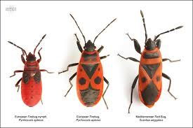 Attēlu rezultāti vaicājumam “Pyrrhocoris apterus nymph”