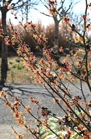 Attēlu rezultāti vaicājumam “Hamamelis japonica”
