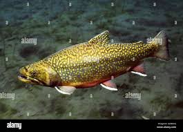 Image result for Salvelinus fontinalis