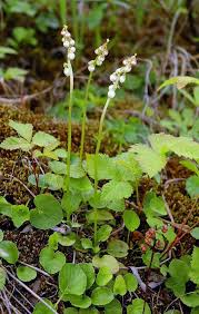 Attēlu rezultāti vaicājumam “Pyrola minor flower”