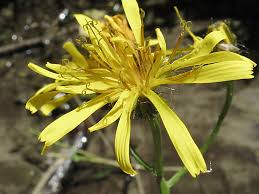 Attēlu rezultāti vaicājumam “Crepis paludosa”