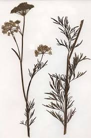 Attēlu rezultāti vaicājumam “Cnidium dubium”