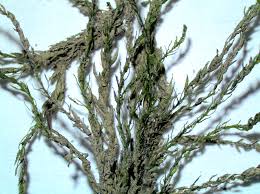 Attēlu rezultāti vaicājumam “Hygroamblystegium varium”