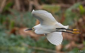 Image result for Egretta thula