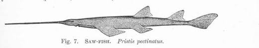 Image result for Pristis pectinata