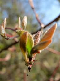 Attēlu rezultāti vaicājumam “Lonicera xylosteum bud”