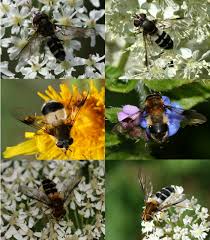 Attēlu rezultāti vaicājumam “Leucozona lucorum”