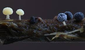 Attēlu rezultāti vaicājumam “Lamproderma arcyrioides stalked”