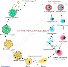 Attēlu rezultāti vaicājumam “Diachea muscorum plasmodium”