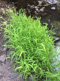 Attēlu rezultāti vaicājumam “Leersia oryzoides”