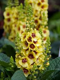 Attēlu rezultāti vaicājumam “Verbascum”