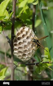 Attēlu rezultāti vaicājumam “Polistes nimpha”