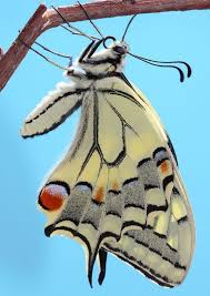 Attēlu rezultāti vaicājumam “Papilio machaon upperside”