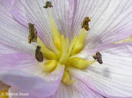 Attēlu rezultāti vaicājumam “Colchicum szovitsii subsp. szovitsii”