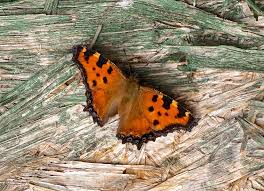 Attēlu rezultāti vaicājumam “Nymphalis polychloros”